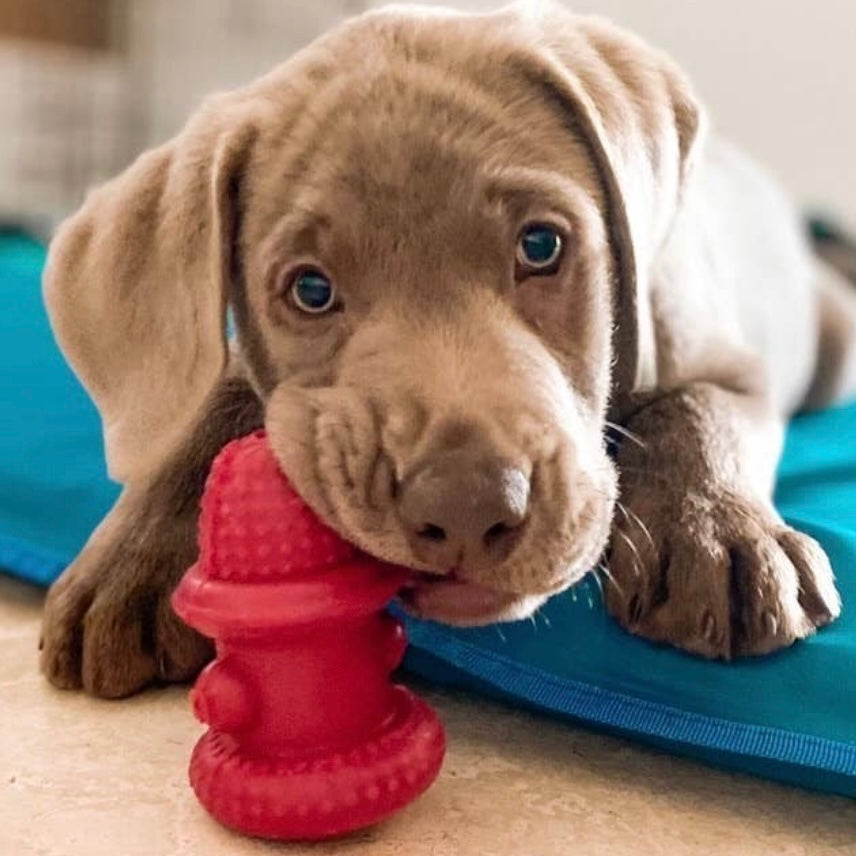 Spunky Pup Fire Hydrant Treat Toy