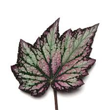 Rex Begonia "Jurassic Pink Splash"