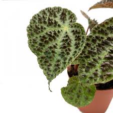 Rex Begonia "Ferox"