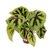 Rex Begonia "Iron Cross"