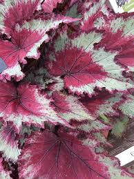 Rex Begonia "Jurassic Pink Shades"