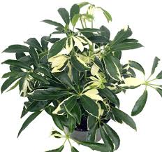 Hawaiian Schefflera