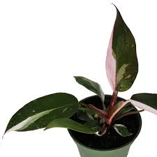 Philodendron Pink Princess