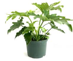 Philodendron "Hope"