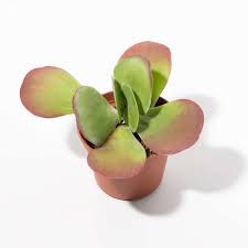 Paddle Plant (Kalanchoe thyrsiflora)