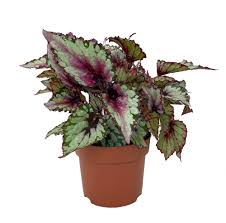 Rex Begonia "Salsa"
