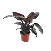 Philodendron Black Cardinal