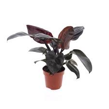 Philodendron Black Cardinal