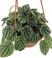 Peperomia "Ripple"
