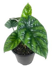 Alocasia Sinuata "Quilted Dreams"