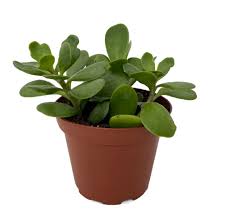 Hanging Jade (Senecio jacobsenii)