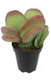 Paddle Plant (Kalanchoe thyrsiflora)