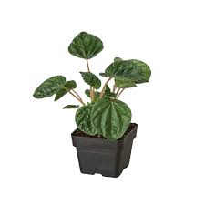 Peperomia "Ripple"