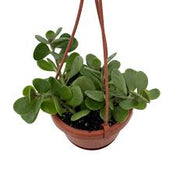Hanging Jade (Senecio jacobsenii)