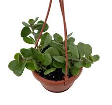 Hanging Jade (Senecio jacobsenii)