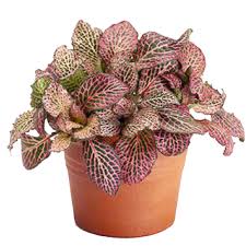 Nerve Plant (Fittonia albivenis)