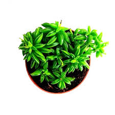 Peperomia dolabriformis