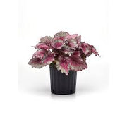 Rex Begonia "Jurassic Pink Shades"