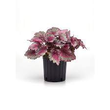 Rex Begonia "Jurassic Pink Shades"