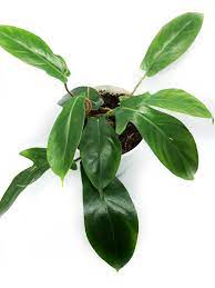 Philodendron squamiferum
