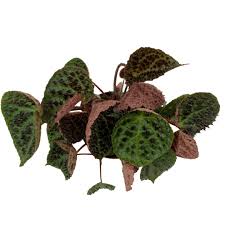 Rex Begonia "Ferox"