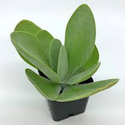 Paddle Plant (Kalanchoe thyrsiflora)