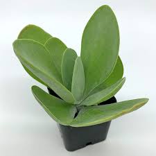 Paddle Plant (Kalanchoe thyrsiflora)