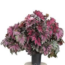 Rex Begonia "Jurassic Pink Shades"