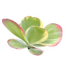 Paddle Plant (Kalanchoe thyrsiflora)