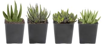 Haworthia Succulent