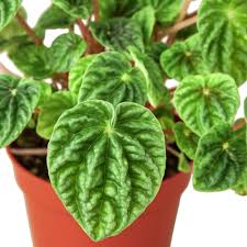 Peperomia "Ripple"