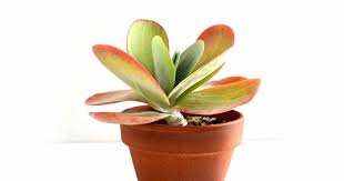 Paddle Plant (Kalanchoe thyrsiflora)