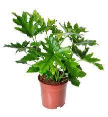Philodendron "Hope"