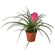 Pink Quill Tillandsia (Tillandasia cyanea)