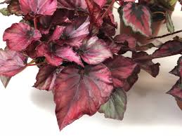 Rex Begonia "Red Bull"