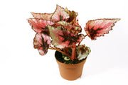 Rex Begonia "Putz"