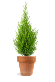 Lemon Cypress "Goldcrest"