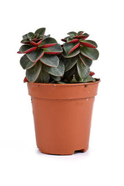 Peperomia "Red Log"