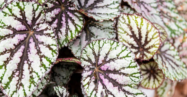 Rex Begonia Hybrid "Jurassic Green Streak"