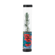 Grow your Own Christmas Tree - Blue Spruce