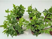 Hedera Helix "Mini Kolibri Ivy"