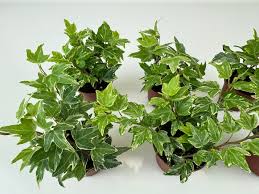 Hedera Helix "Mini Kolibri Ivy"