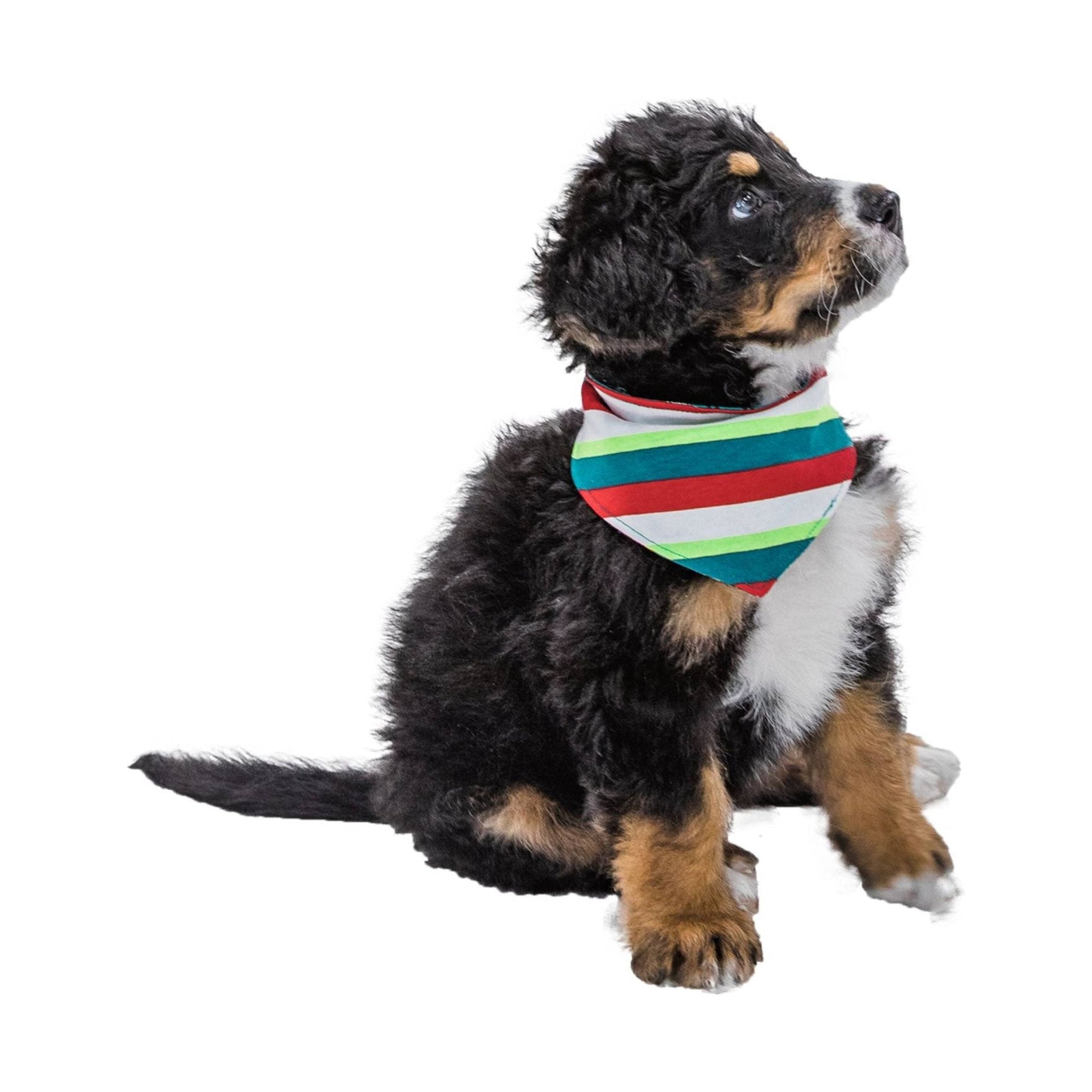 Lazy One Fa La La Llama Dog Bandana - Blue/ White/ Red/ Green by Lenny's Shoe & Apparel