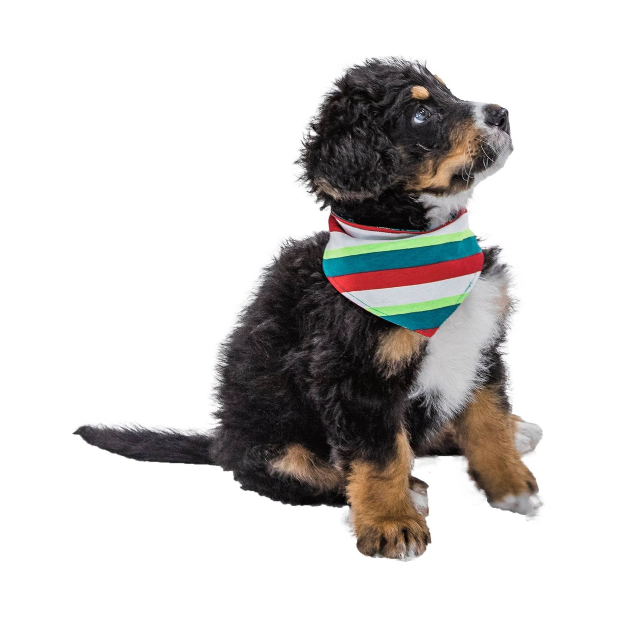 Lazy One Fa La La Llama Dog Bandana - Blue/ White/ Red/ Green by Lenny's Shoe & Apparel