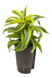 Dracaena "Lemon Surprise"