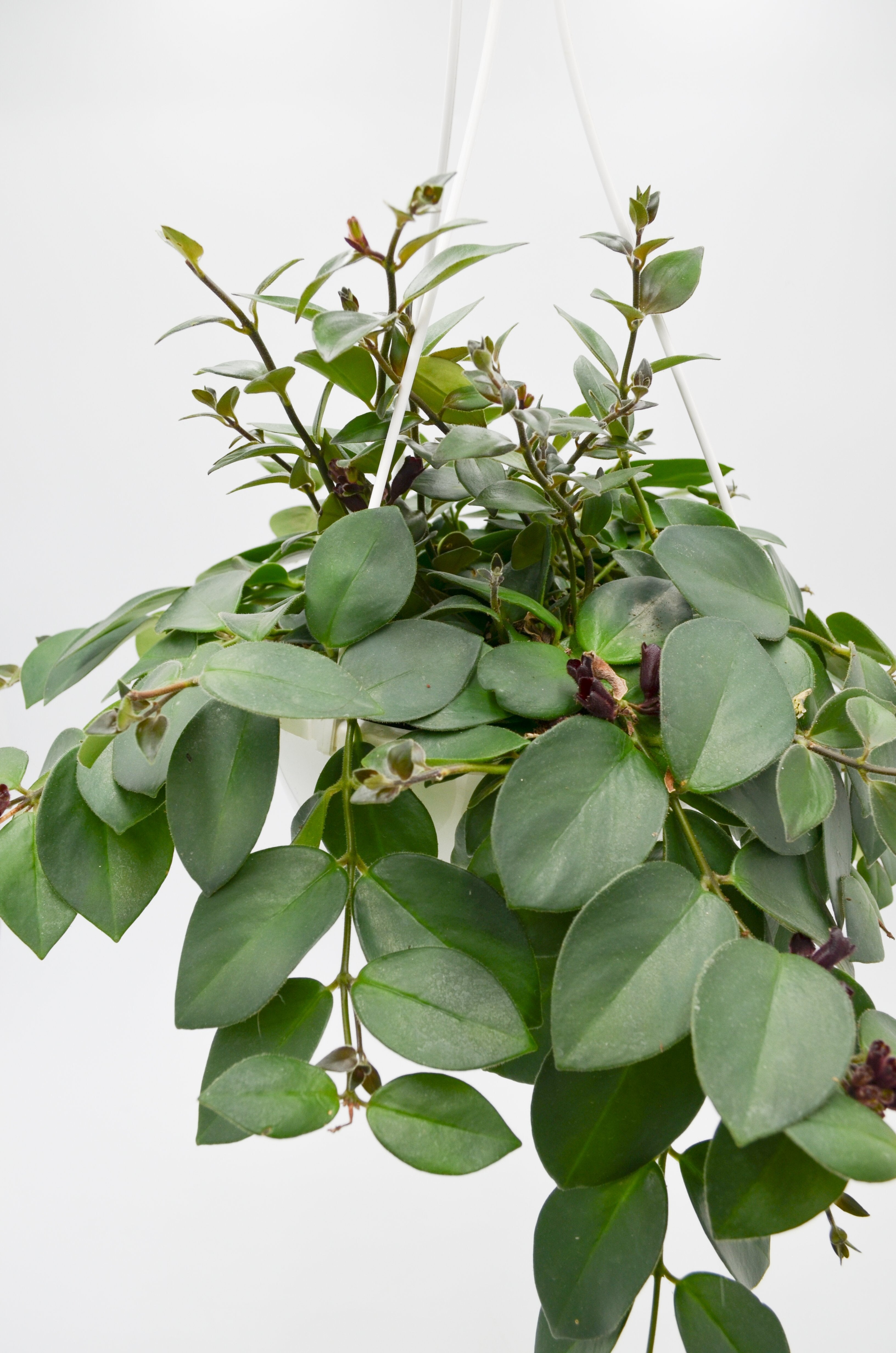 Lipstick Plant  (Aeschynanthus)