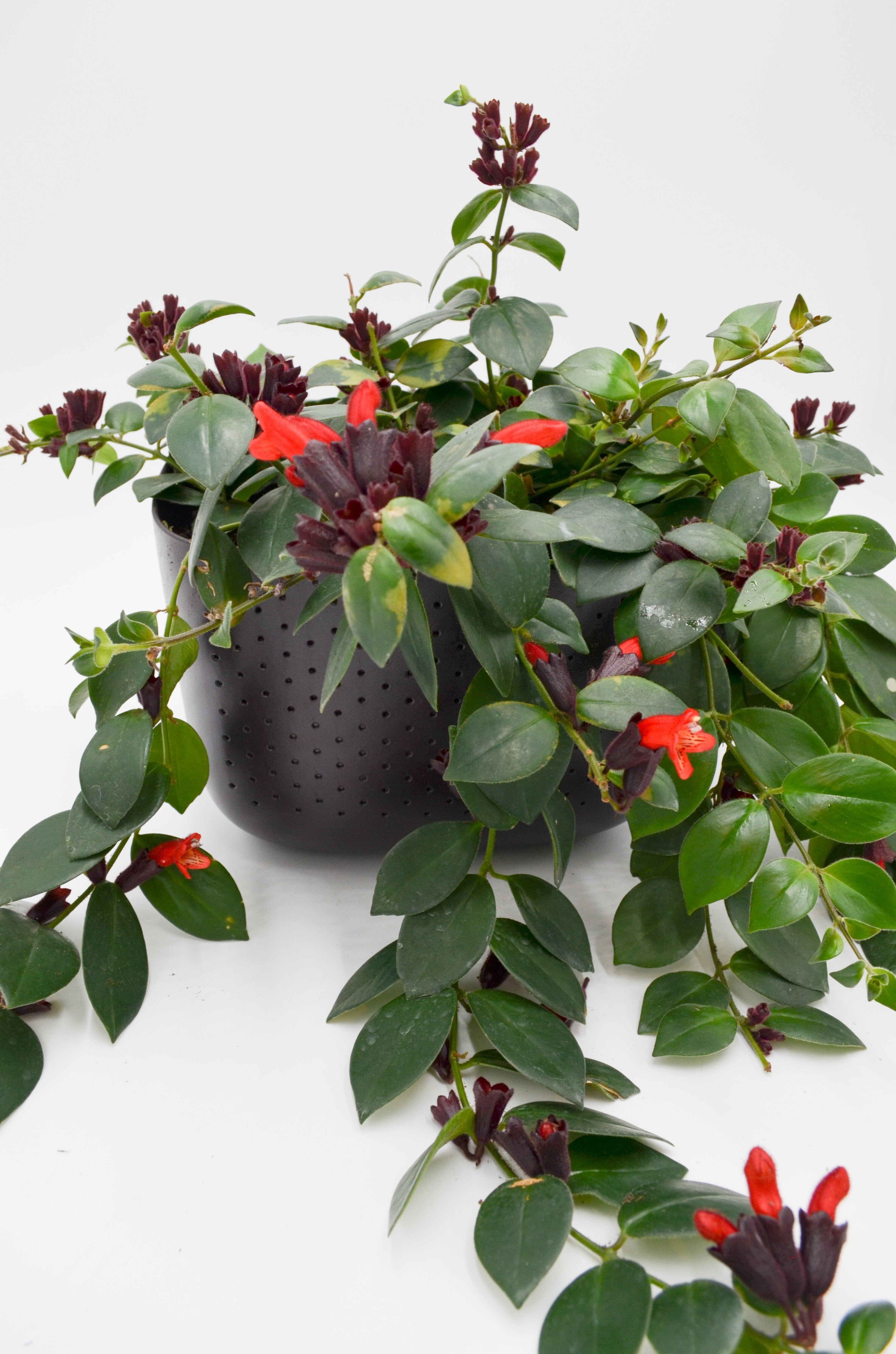 Sale! WallyGro Eco Planters (9 Colors Available)
