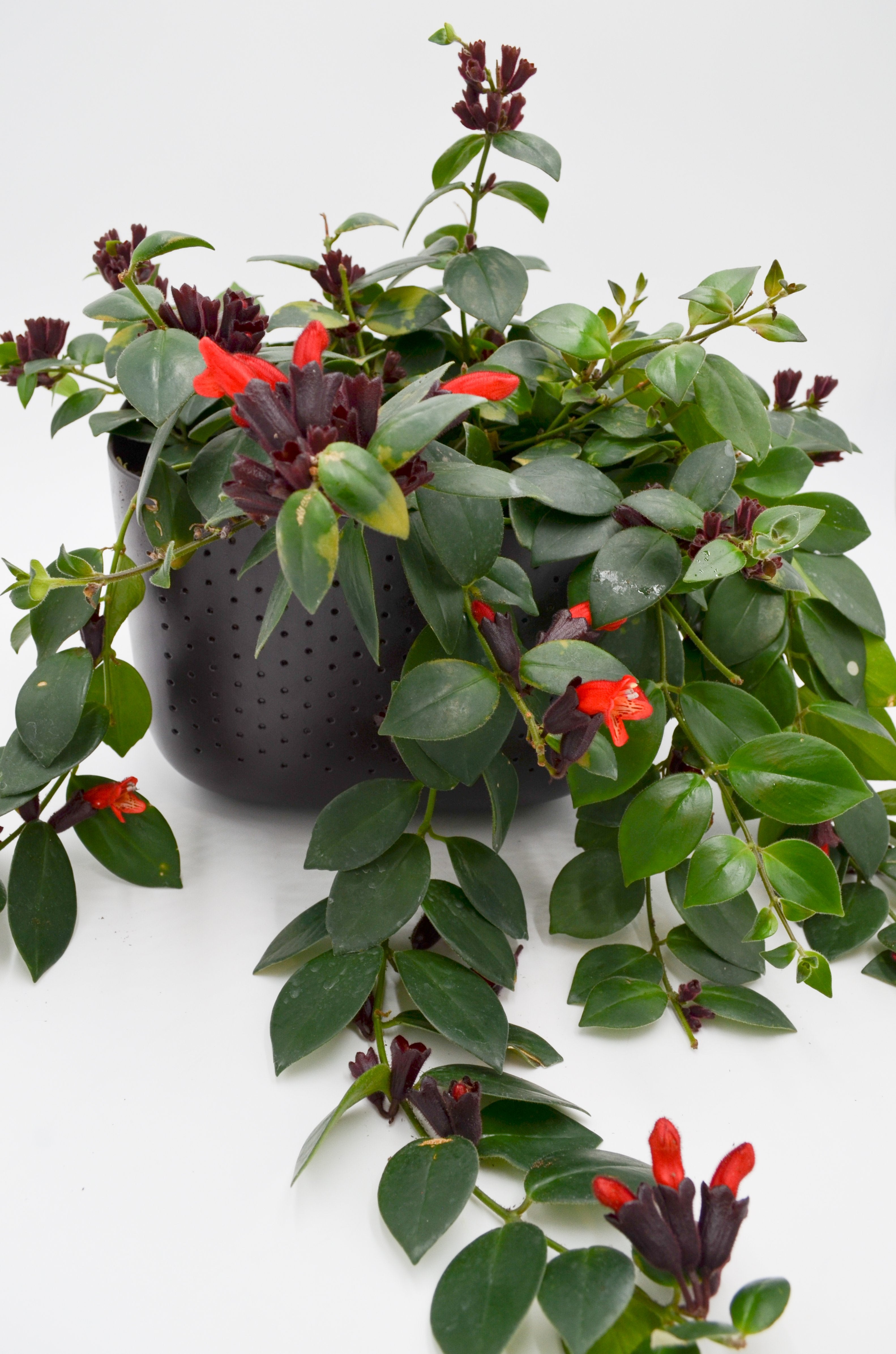 Lipstick Plant  (Aeschynanthus)