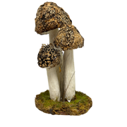 Mushroom Cluster