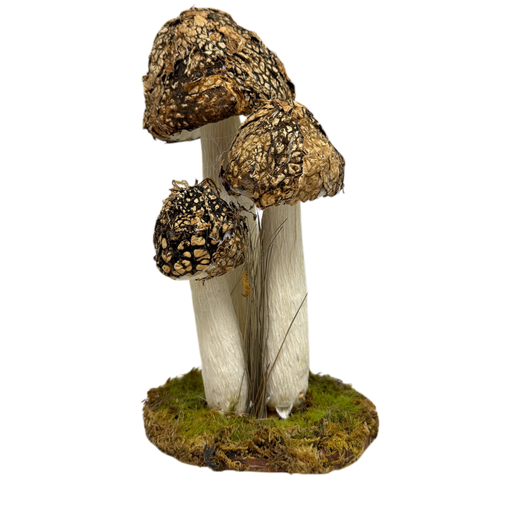 Mushroom Cluster